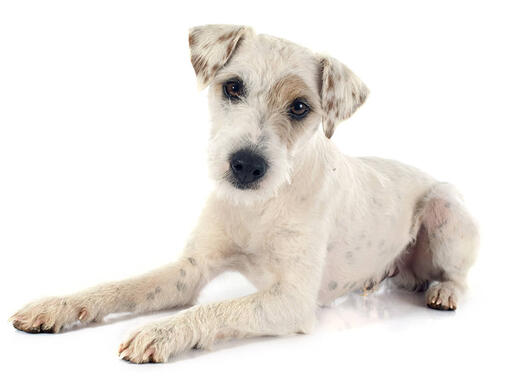 Parson russell hot sale terrier russell terrier